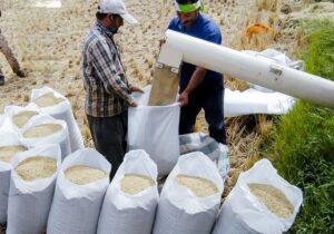 بوی کاهش قیمت با عطر تازه برنج شمال