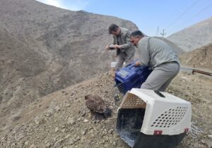 رهاسازی ۶ بهله پرنده شکاری تیمار شده در طبیعت استان البرز