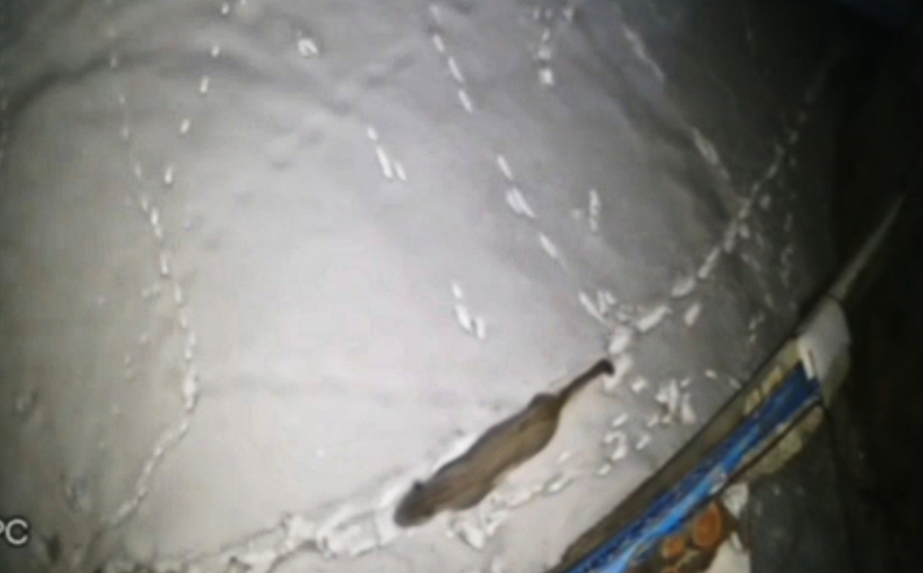 مشاهده یک قلاده پلنگ در روستای خور