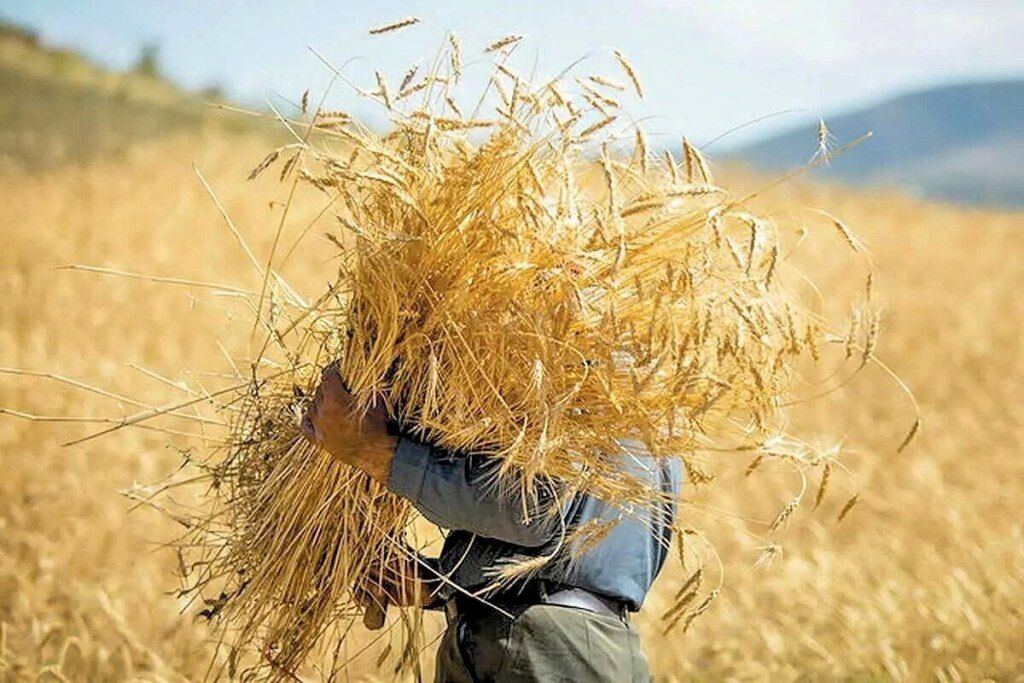خرید تضمینی گندم از مرز۱.۵ میلیون تن عبور کرد.