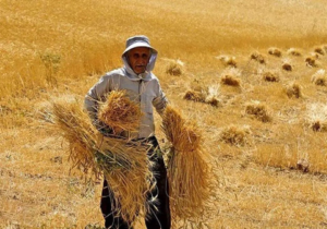 ورود مجلس به مطالبات گندمکاران از دولت