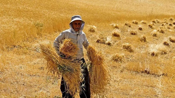 ورود مجلس به مطالبات گندمکاران از دولت