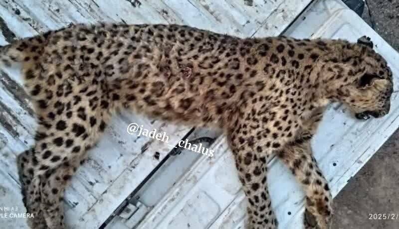 پلنگ ماده ایرانی در جاده کرج-کندوان تلف شد