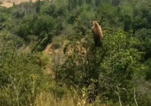 توله خرس قهوه‌ای میهمان باغات روستای چاران