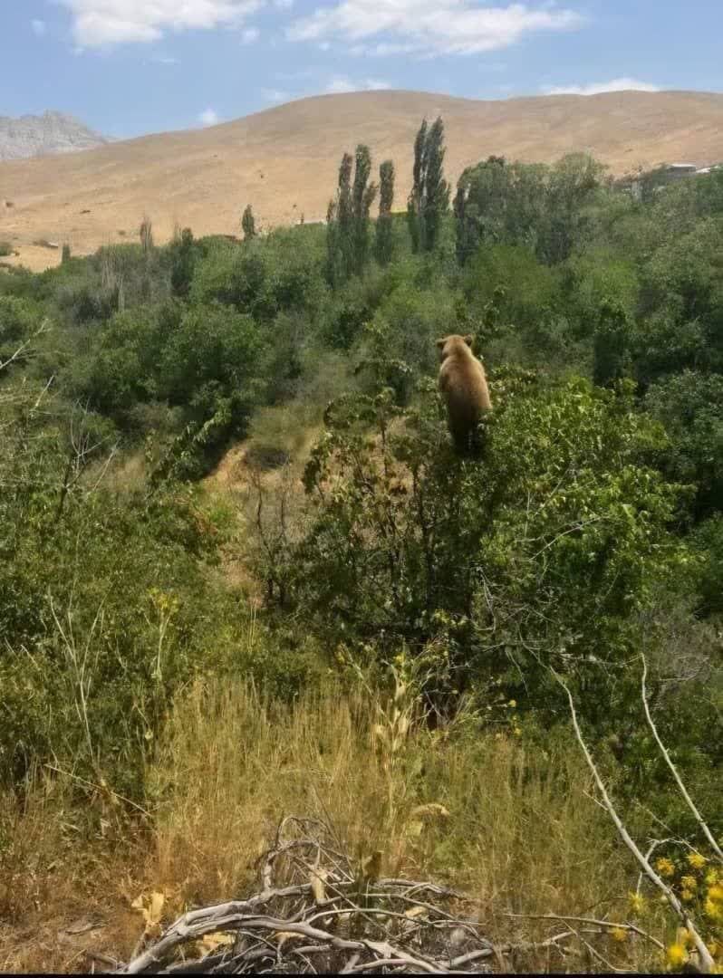 توله خرس قهوه‌ای میهمان باغات روستای چاران