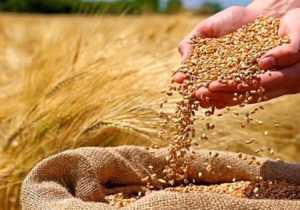 کل پرداختی به گندم‌کاران به ۱۱۲ همت رسید