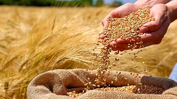 کل پرداختی به گندم‌کاران به ۱۱۲ همت رسید