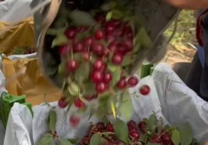 کندر؛ قطب باغداری با حضور کارآفرینان برتر کشاورزی
