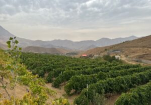 گام عملی برای ارتقای کشاورزی آسارا؛ بازدید میدانی از باغات روستای کندر