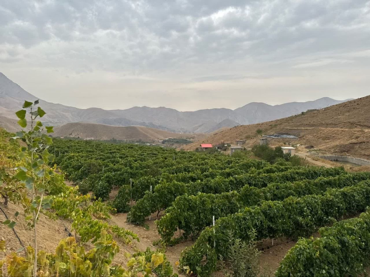 گام عملی برای ارتقای کشاورزی آسارا؛ بازدید میدانی از باغات روستای کندر